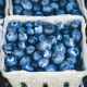 blueberry fruit on gray container